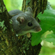 Illustration for article titled Sexual promiscuity among deer mice rewrites DNA and boosts the immune system